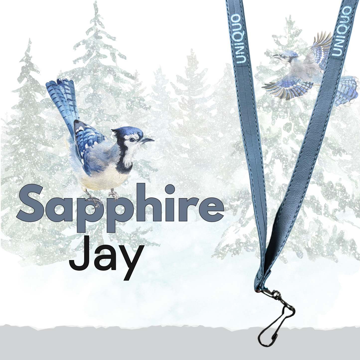 Sapphire Jay